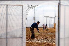 Greenhouse Construction in Congjiang