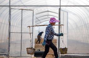 Greenhouse Construction in Congjiang