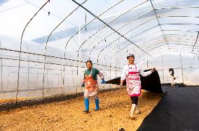 Greenhouse Construction in Congjiang