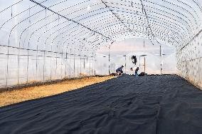 Greenhouse Construction in Congjiang