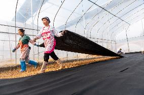 Greenhouse Construction in Congjiang