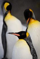 King Penguins Take Some Exercise At Zoo - Calgary