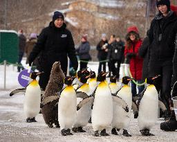 King Penguins Take Some Exercise At Zoo - Calgary