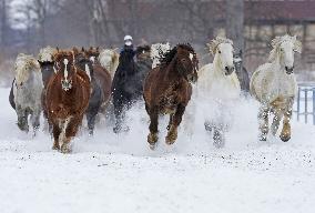 Horses run in snow in Hokkaido