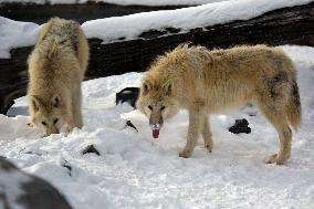 Winter in Podilskyi Zoo in Vinnytsia