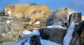 Winter in Podilskyi Zoo in Vinnytsia