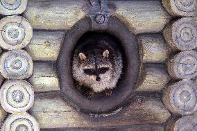 Winter in Podilskyi Zoo in Vinnytsia