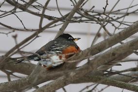 American Robin