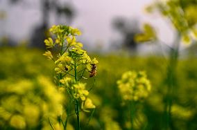 Animal India - Apis - Honey Bee