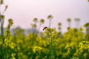 Animal India - Apis - Honey Bee