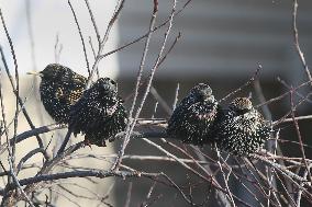 Common Starlings