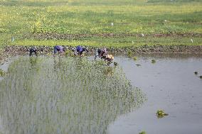 Farmers Plant Paddy Sapling - Bangladesh