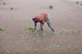 Farmers Plant Paddy Sapling - Bangladesh