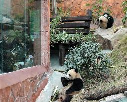 Pandas Tasting Bamboo in Chongqing