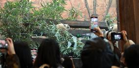 Pandas Tasting Bamboo in Chongqing