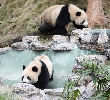 Pandas Tasting Bamboo in Chongqing