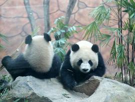 Pandas Tasting Bamboo in Chongqing