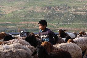 JORDAN-JERASH-SHEPHERD