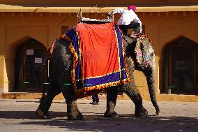 Elephant Ride At Historic Amer Fort - India