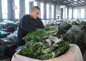 CHINA-LIAONING-LINGYUAN-FLOWER BUSINESS (CN)