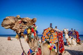 Camels Walk On The Beach - Egypt