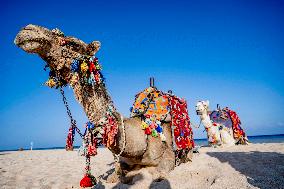 Camels Walk On The Beach - Egypt