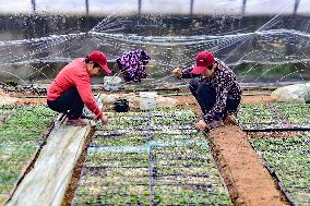 A Greenhouse in Qingzhou