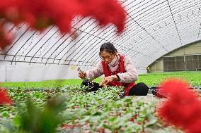 A Greenhouse in Qingzhou