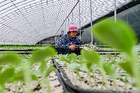 A Greenhouse in Qingzhou