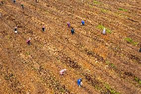 China Agriculture