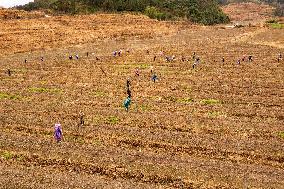 China Agriculture