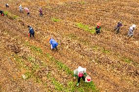 China Agriculture