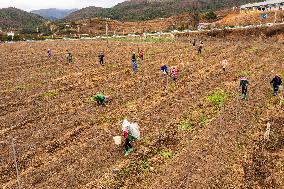 China Agriculture