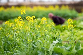 China Agriculture