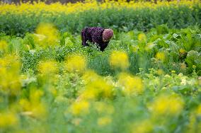 China Agriculture