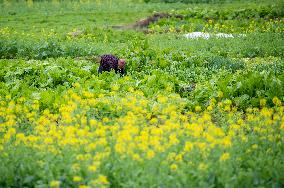 China Agriculture