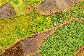 China Agriculture