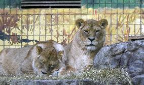 Kyiv Zoo