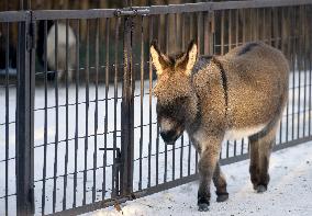 Kyiv Zoo