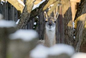 Kyiv Zoo