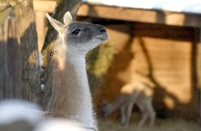 Kyiv Zoo