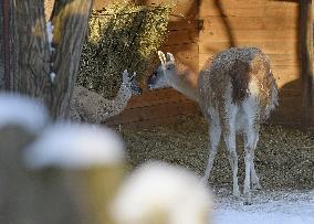 Kyiv Zoo