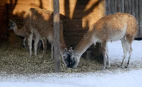 Kyiv Zoo