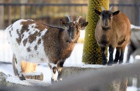 Kyiv Zoo