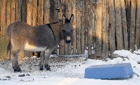 Kyiv Zoo