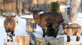 Kyiv Zoo