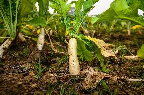 Daikon Cultivation In India