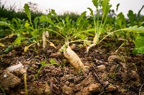 Daikon Cultivation In India