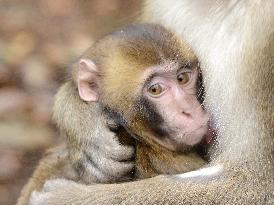 Peppermill most popular monkey at Oita zoo