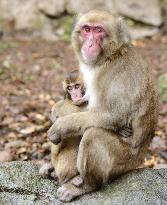 Peppermill most popular monkey at Oita zoo